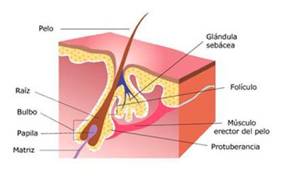 Caída de cabello: mitos y verdades